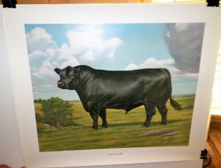 7 Rare American Angus Association Steers Cow Prints By Fc Murphy 1960s - 1980s