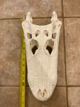 100 Real 13 3/4 Inch American Alligator Skull Taxidermy White Head Skeleton