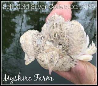 220,  Ssc (silver) Coturnix Quail Hatching Eggs By Myshire So Many Varieties