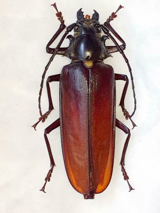 Callipogon Relictus Female Huge 77mm,  Prioninae Russia,  Primorye Rarity