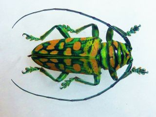Sternotomis Kuntzeni Male Huge Rare Color Cerambycidae Cameroon