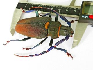 Cerambycidae/ Prioninae Xxl Mallaspis Scutellaris A1 76mm Huge Female - Peru