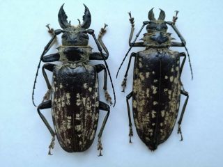 Giant 93/89mm Tithoes Confinis Pair A - Prioninae Cerambycidae