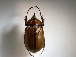 Dynastinae - Dynastidae - Golofa Antiqua Male A1 Colombia Rare