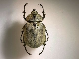 Dynastinae - Dynastidae - Megasoma Cedrosa Male A1 29mm Mexico