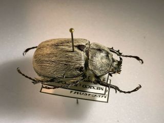Dynastinae - Dynastidae - Megasoma cedrosa male A1 29mm Mexico 2