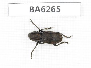 Beetle.  Cerambycidae Sp.  Tibet,  Bomi County.  1pcs.  Ba6265.