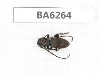 Beetle.  Cerambycidae Sp.  Tibet,  Bomi County.  1pcs.  Ba6264.