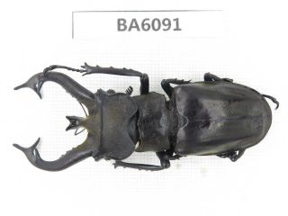 Beetle.  Lucanus Tibetanus Ssp.  Myanmar Border,  N Mt.  Gaoligongshan.  1m.  Ba6091.