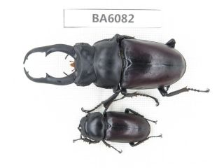 Beetle.  Dorcus Macleayii.  Myanmar Border,  N Mt.  Gaoligongshan.  1p.  Ba6082.