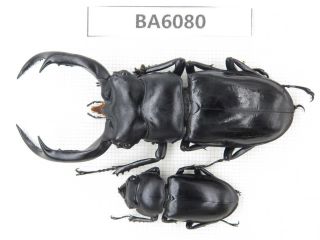 Beetle.  Rhaetus Westwoodi Kazumiae.  Myanmar Border,  N Mt.  Gaoligongshan.  1p.  Ba6080