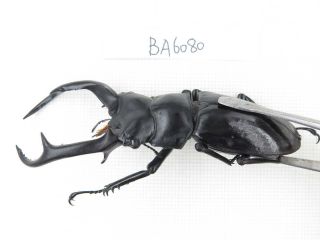 Beetle.  Rhaetus westwoodi kazumiae.  Myanmar border,  N Mt.  Gaoligongshan.  1P.  BA6080 2