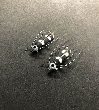 Rosalia Funebris Pair A1 Dried Specimen,  Cerambycidae,  Usa