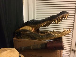 Monster 21 " Alligator Head Skull Taxidermy Real Jaw Reptile Swamp Gator