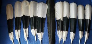 Hornbill Feathers Set Of 11 Feathers Each Set Cruelty Large Bird Feathers