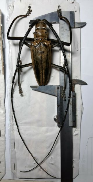 Monster Cerambycidae : Batocera Wallacei Proserpina 81,  Mm Kei Isl. ,  Indonesia.