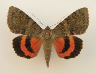 Catocala Oberthuri Male (a1/a -) Very Rare (noctuidae)