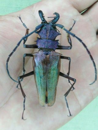 Coleoptera Psalidognathus Superbus 60mm Male Nº 132 From Peru