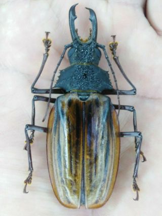 Coleoptera Macrodontia Antonkozlovi 72mm Nº 127 From Peru