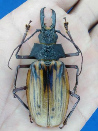 Coleoptera Macrodontia Antonkozlovi 66mm Nº 126 From Peru