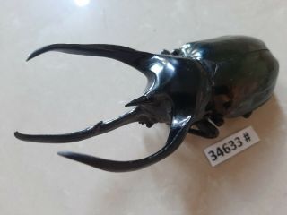 34633 Vietnam Beetles Chalcosoma Caucasus Size A1 (size:120mm)