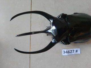 34627 VietNam beetles Chalcosoma caucasus size A1 (size:120mm) 2