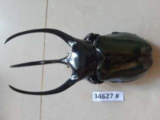 34627 VietNam beetles Chalcosoma caucasus size A1 (size:120mm) 3