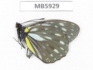 Butterfly.  Hestina Nicevillei.  W Yunnan,  Mt.  Biluoxueshan.  1m.  Mb5929.