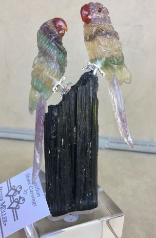 Banded Fluorite Macaw Pair On Tourmaline 5  - Peter Muller