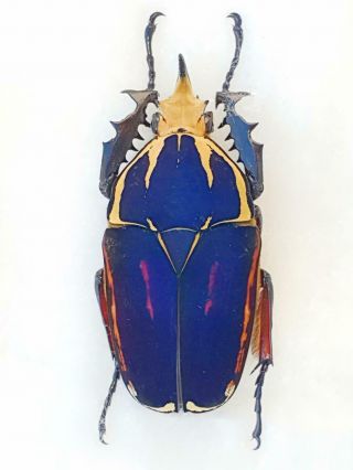 Mecynorrhina Ugandensis Male Big 60mm,  Fantastic Blue/pink Cetonidae Uganda