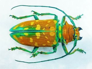 Sternotomis Flavomaculata Male Huge Rare Color Cerambycidae Cameroon