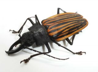 Cerambycidae,  Prioninae,  Macrodontia Castroi Male A - (one Tarsus For Reparation)