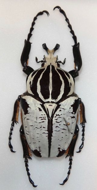 Goliathus Goliathus Undulatus Male 89mm Cameroon African Goliath Beetle Insect