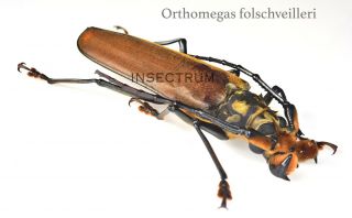 Orthomegas Folschveilleri Cerambycidae/ Prioninae Ultra Rare Xxl 74mm A1mx - 3426