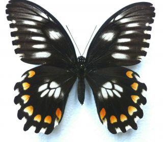 Arrivals: Malaita Island/solomons - Papilio Bridgei Michae (female)