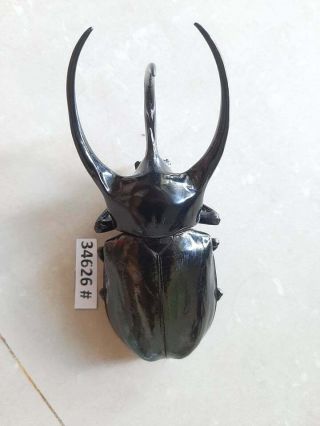 34626 Vietnam Beetles Chalcosoma Caucasus Size A1 (size:123mm)