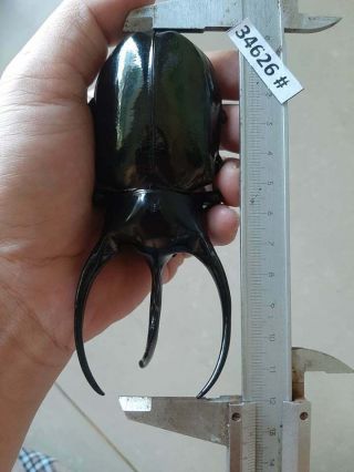 34626 VietNam beetles Chalcosoma caucasus size A1 (size:123mm) 2
