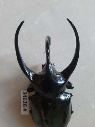 34626 VietNam beetles Chalcosoma caucasus size A1 (size:123mm) 3