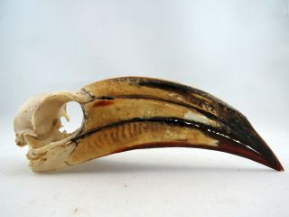 African Pied Hornbill (tockus Fasciatus) Bird Skull Taxidermy Real Pied11909