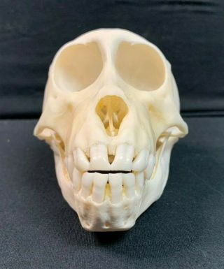 Baboon Skull - Papio Ursinus - Primate Head Bones Africa Monkey Skulls Baboons