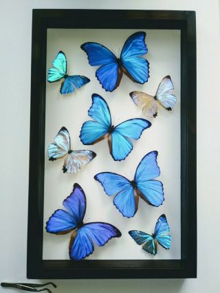2 Real Framed Butterfly Blue Morpho Double Glass In A Black Framed