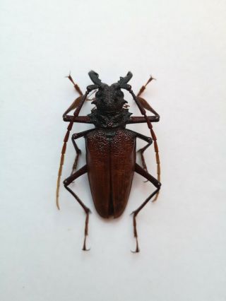 Very Rare Psalidognathus Onorei 48mm Male A - Prioninae Cerambycidae