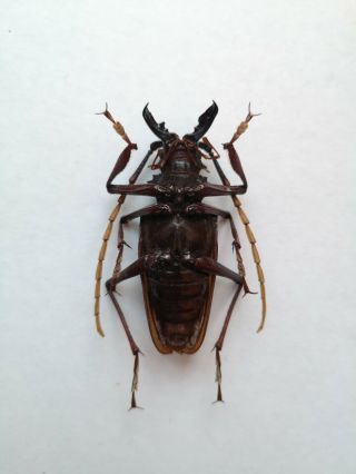 Very rare Psalidognathus onorei 48mm male A - Prioninae Cerambycidae 2