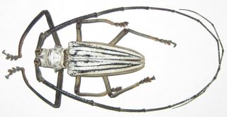 Cerambycidae Batocera Lamondi Male A1 78mm (solomons Islands) Xxl