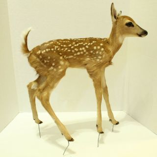 Whitetail Deer Fawn Taxidermy Mount Baby Standing