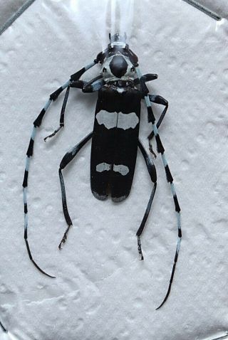 Rosalia Funebris,  Cerambycidae
