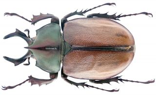 Insect - Dynastidae Agacephala Margaridae - Brazil - Male 50mm.