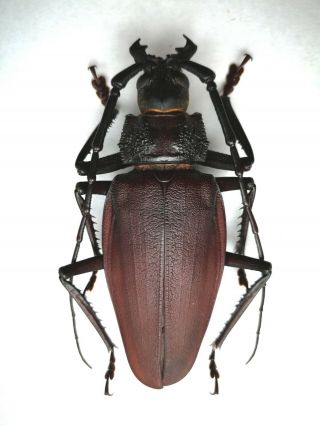 Very Rare 104mm Ctenoscelis Coeus Cerambycidae Prioninae Bolivia A -
