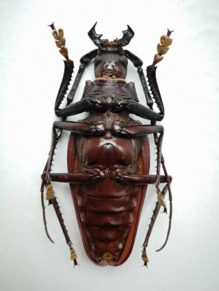 Very rare 104mm Ctenoscelis coeus Cerambycidae Prioninae Bolivia A - 2