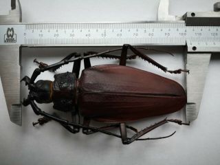 Very rare 104mm Ctenoscelis coeus Cerambycidae Prioninae Bolivia A - 3